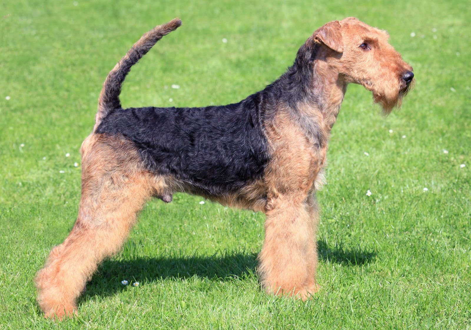 Airedale Terrier