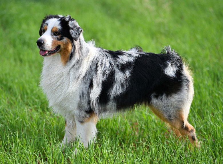 Australian Shepherd