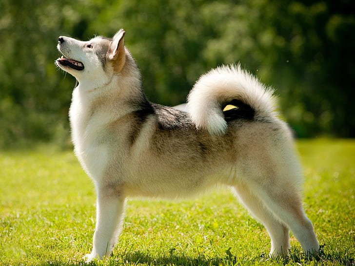 Alaskan Malamute