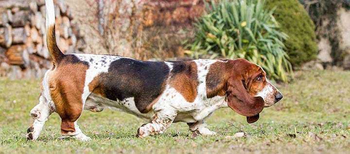 Basset Hound