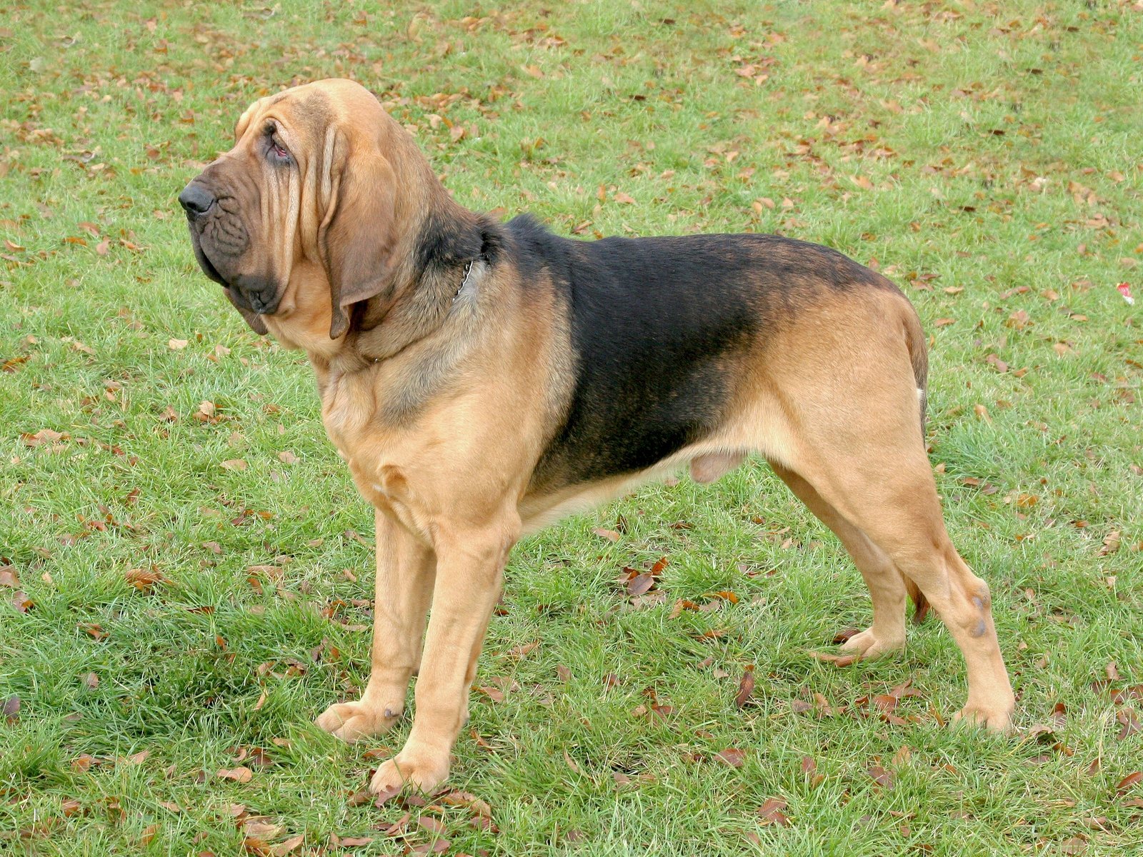 Bloodhound