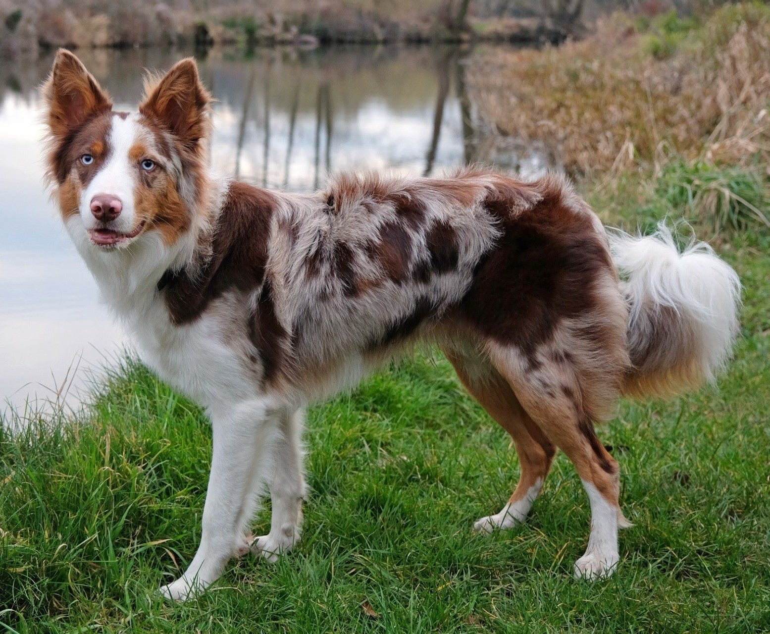 Border Collie