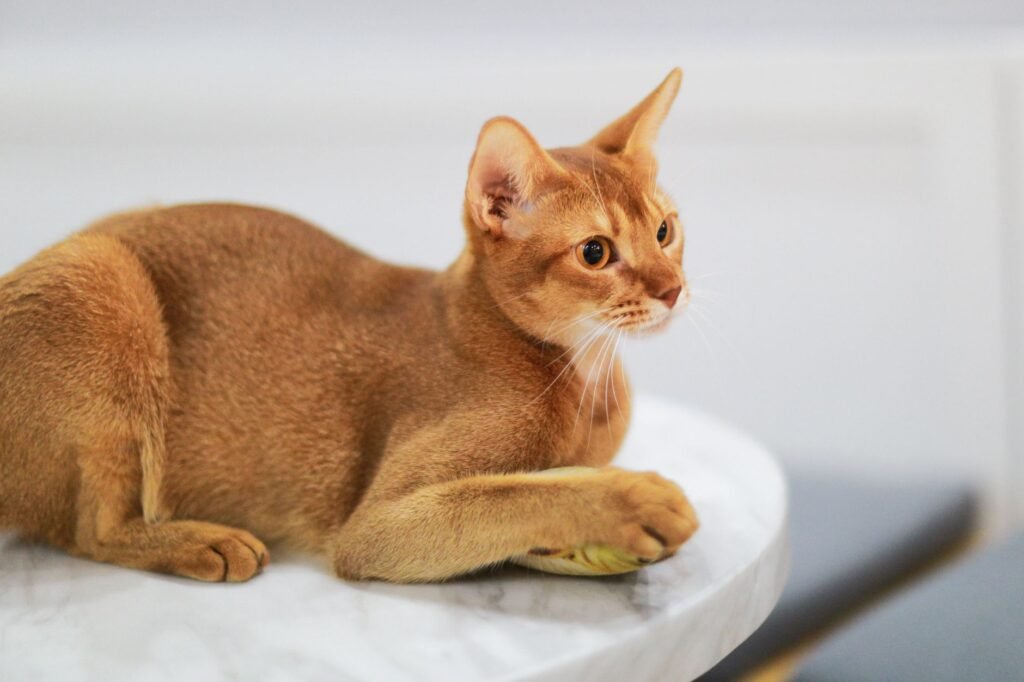 Abyssinian