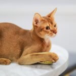 Abyssinian