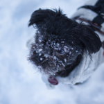 Affenpinscher