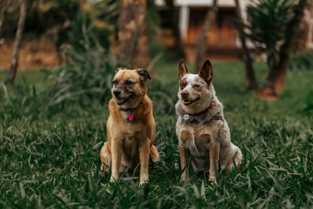 AI Dog Breed Identifier