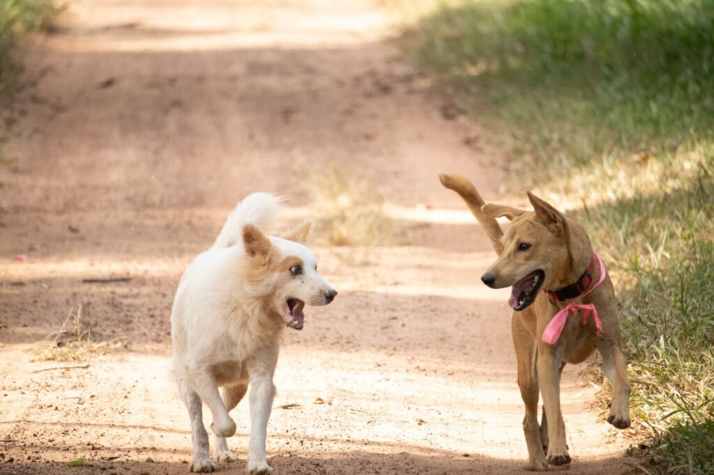 AI Pet Behaviour Coach