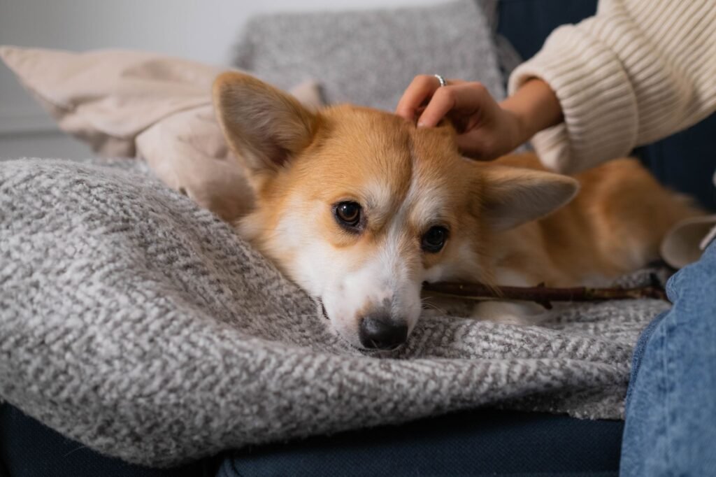 AI Pet Symptom Checker