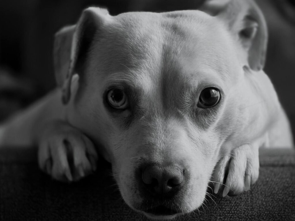 AI Visual Triage for Pets