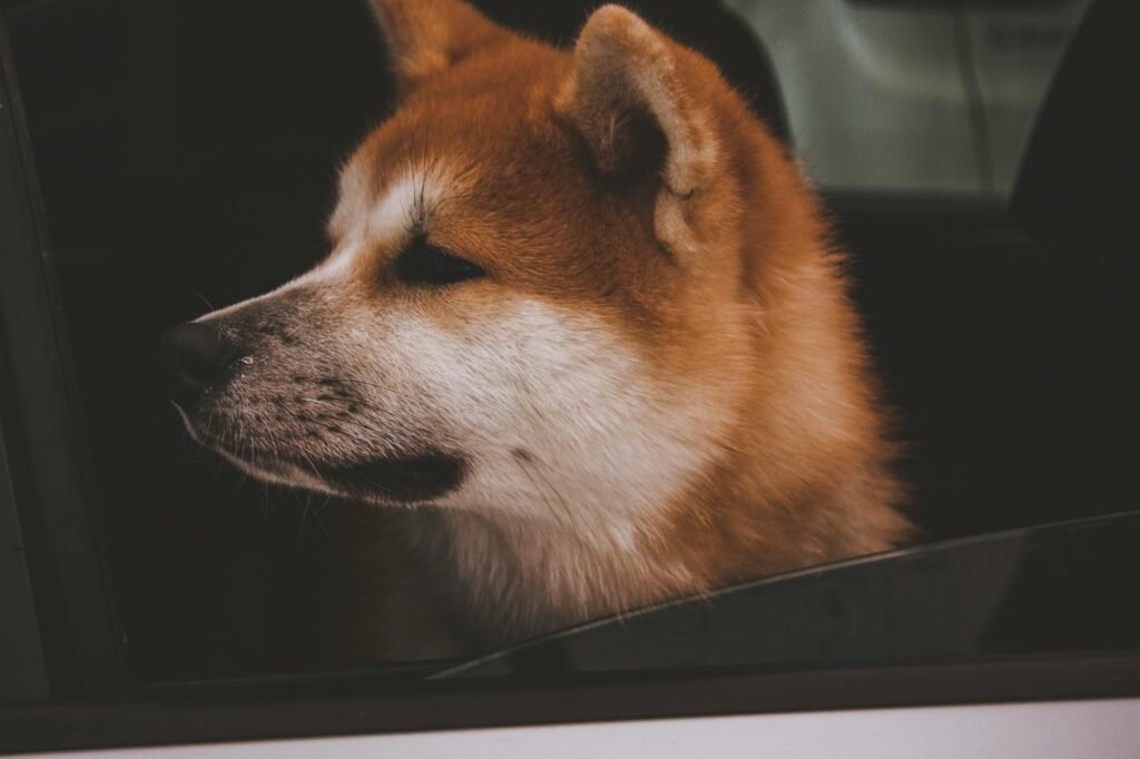 Akita