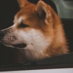 Akita
