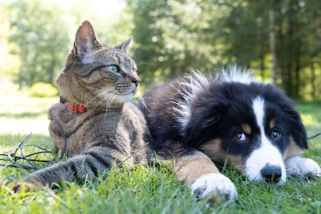 A curious dog and cat
