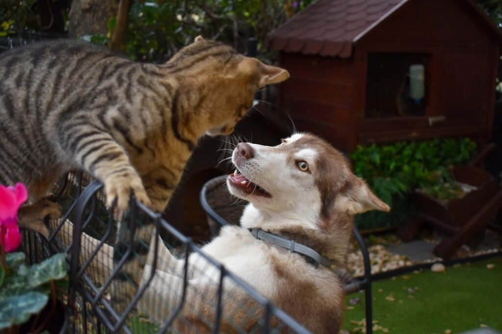 Happy dog and cat together