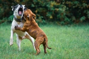 American Bulldog