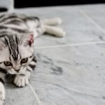 American Shorthair
