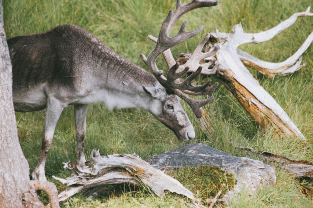 Antlers (Chew)