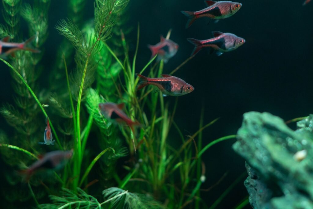 Aquarium decor — function first, aesthetics second