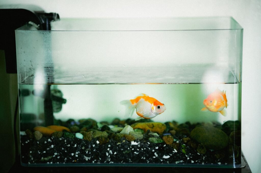 Aquarium filters & pumps โ the engine room
