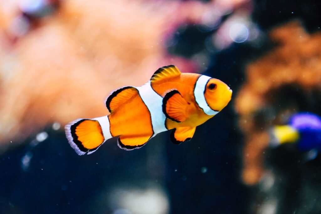 Aquarium + fish supplies for Irish keepers