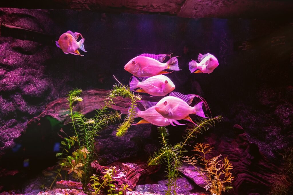 Aquarium lighting — light the tank, not the algae