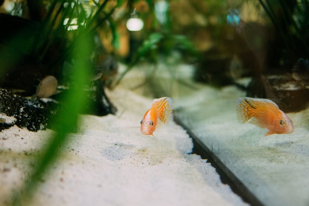 Aquarium substrates — pick by species + plant plan