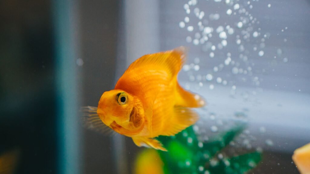 Aquarium water care — the routine that prevents 90% of fish disease