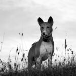 Basenji