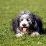 Bearded Collie