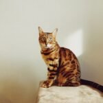 Bengal