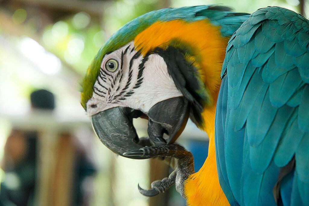Bird health & grooming — the kit + the routine