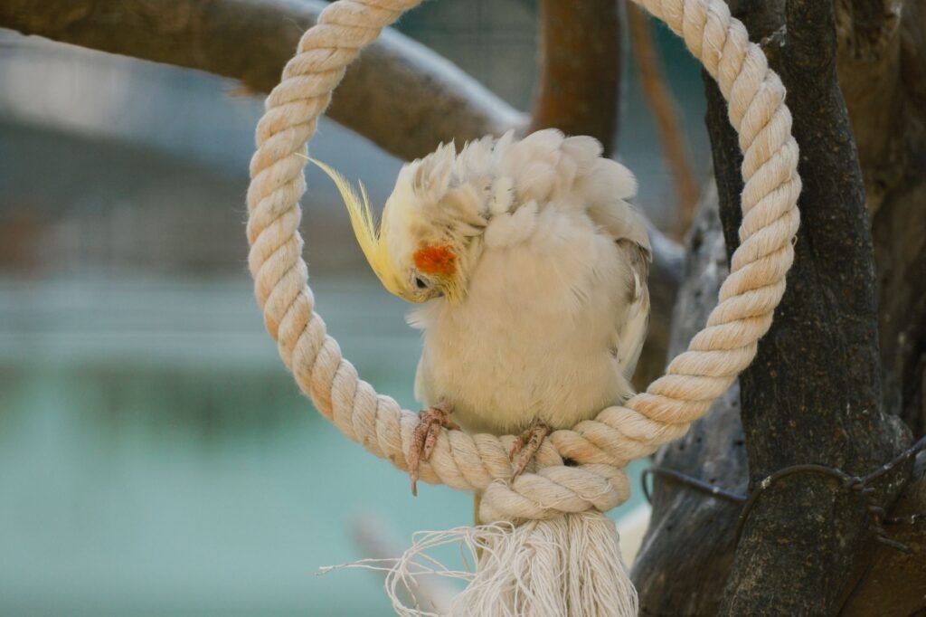 Bird perches & swings — variety, not uniform dowels