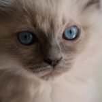 Birman