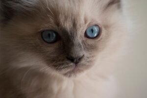 Birman