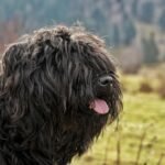 Bouvier des Flandres