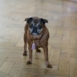 Brussels Griffon