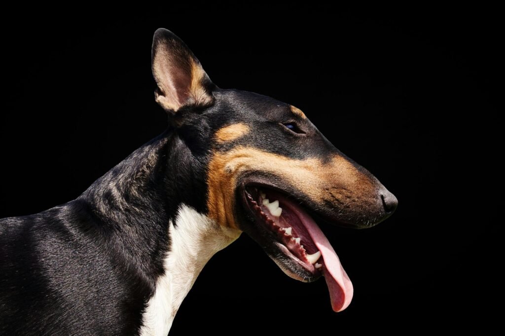Bull Terrier