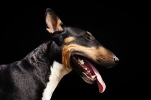 Bull Terrier