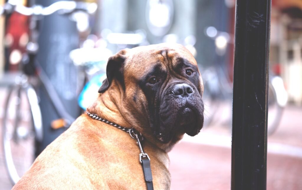 Bullmastiff