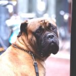 Bullmastiff
