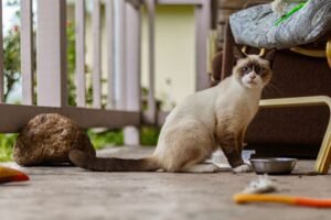 Burmese