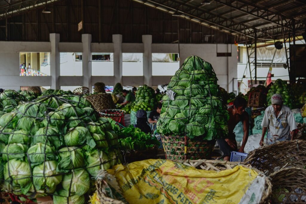 Cabbage