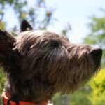 Cairn Terrier