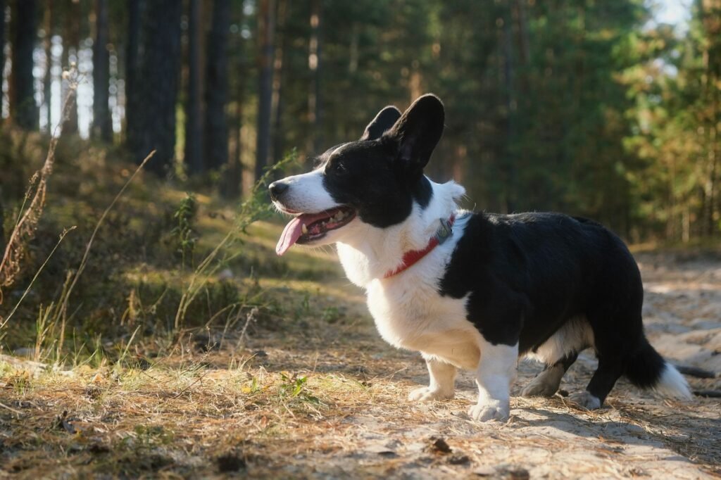 Cardigan Welsh Corgi