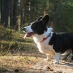 Cardigan Welsh Corgi