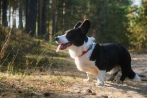 Cardigan Welsh Corgi