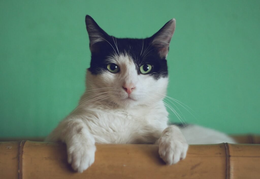 Cat supplies + care guides for Irish homes