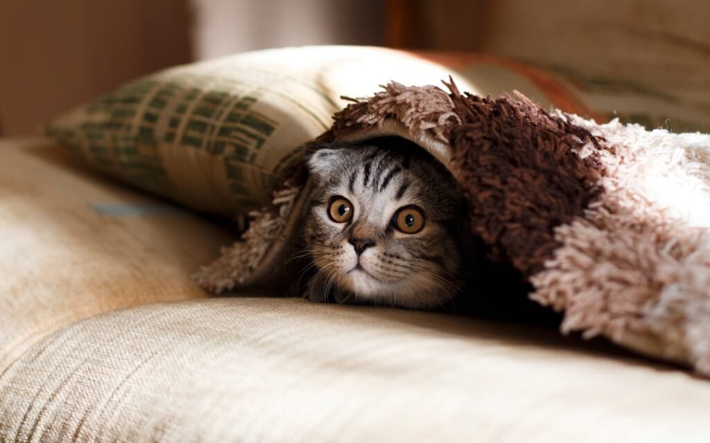 Cat beds & blankets — pick three, put them up high