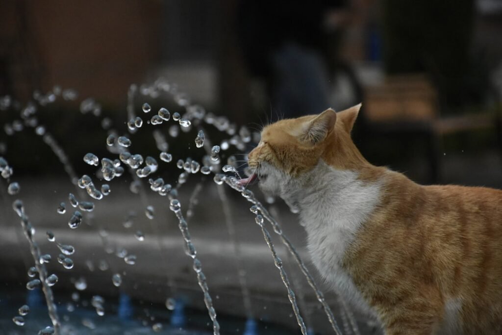 Cat bowls, fountains & feeders — get hydration right