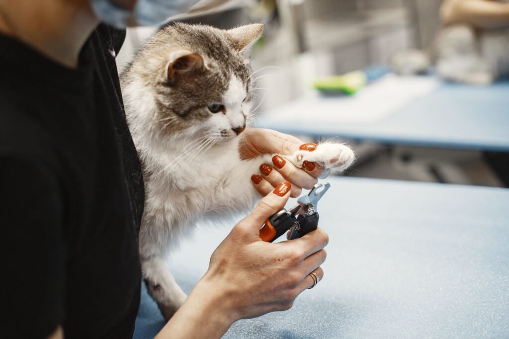 Cat grooming & care — short, regular, calm