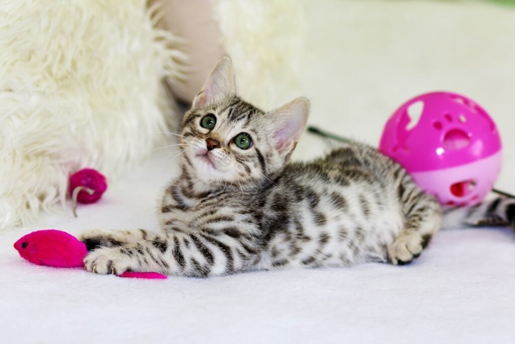 Cat toys — keep an indoor cat actually happy